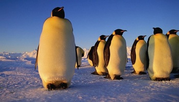 Илјадници царски пингвини угинаа поради се побрзото топење на мразот
