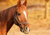 Контрисајд во Ранковце е првиот ранч за терапија со коњи во земјава