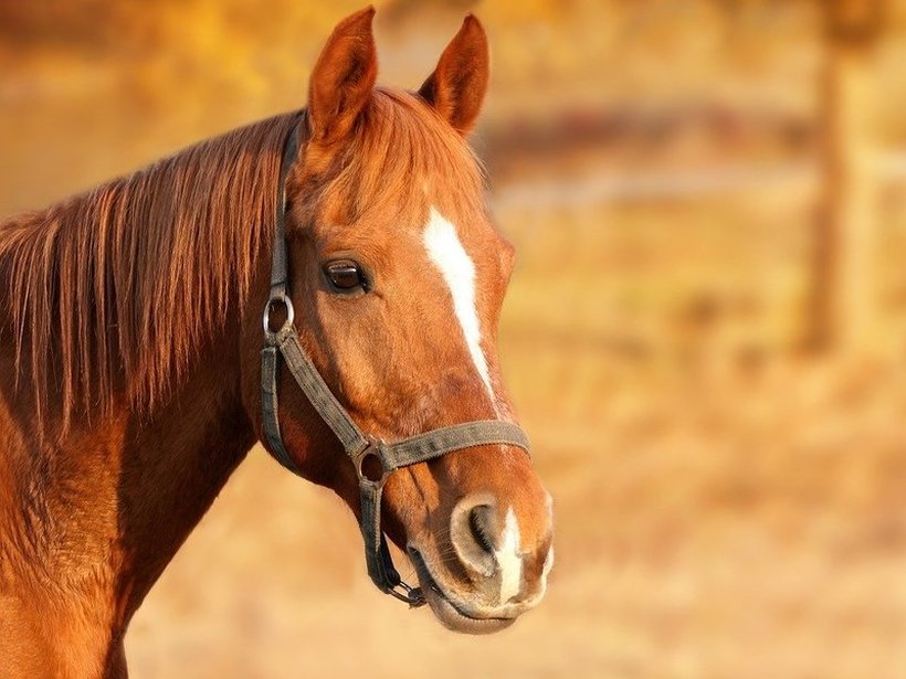 Контрисајд во Ранковце е првиот ранч за терапија со коњи во земјава