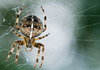 Бројот на познати видови пајаци достигна 50.000