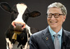 Бил Гејтс инвестира во компанија која се занимава со ждригањето на кравите