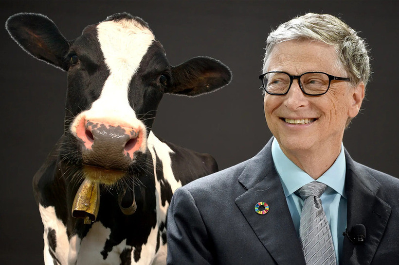 Бил Гејтс инвестира во компанија која се занимава со ждригањето на кравите