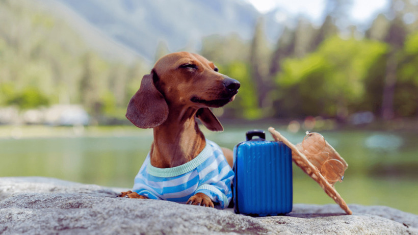 Одите на одмор во Грција заедно со своето куче? Еве на што да внимавате!