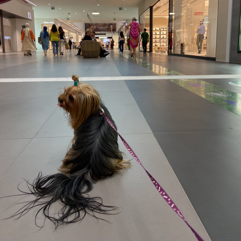 Од денес кучиња и други миленици ќе може да шетаат низ Ист Гејт Мол