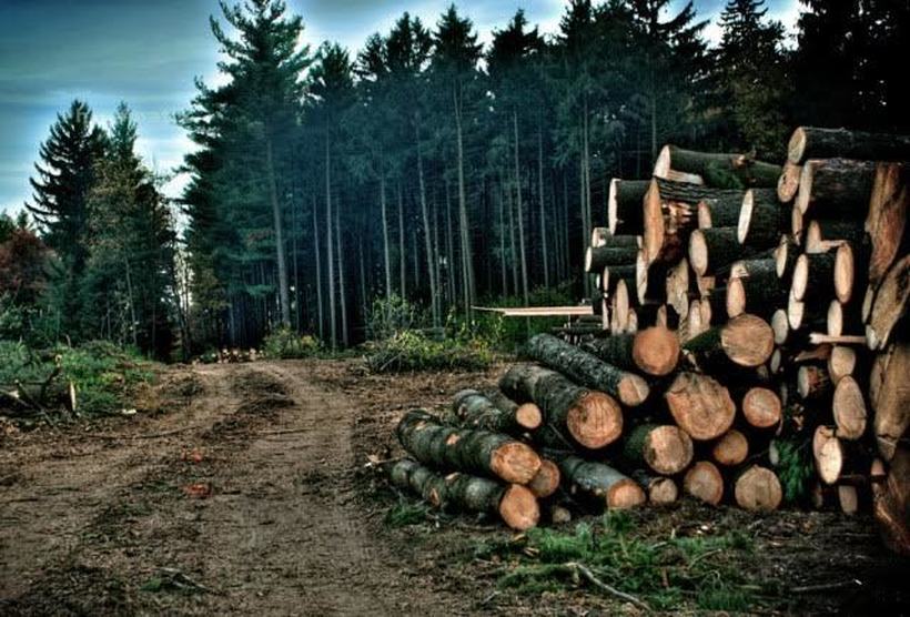Опустошени шуми: За шест години украдени над 25.000 кубни метри дрва