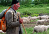 Сточарите бараат враќање на субвенциите по старо, во спротивно државата ќе остане без овци