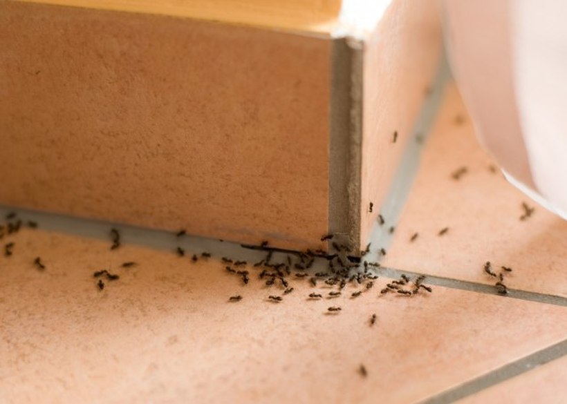 Спасете се од мравките на топлото време – Бегаат од една намирница која сите ја фрламе