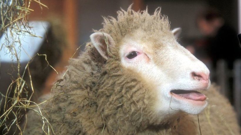 Техниката која довела до клонирањето на овцата Доли можеби е клуч за успорување на стареењето?