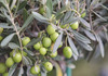 „Епидемија“ на кражба на маслинки!! Земјоделците во Грција во паника, случаите се зголемуваат