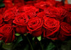 „ПОЛУДЕА“ ЦЕНИТЕ НА ЦВЕЌЕТО! Една обична роза се продава по 150 денари!