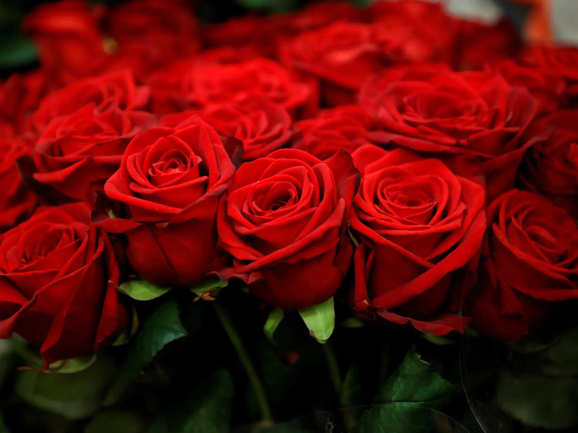 „ПОЛУДЕА“ ЦЕНИТЕ НА ЦВЕЌЕТО! Една обична роза се продава по 150 денари!
