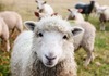 Во оваа земја неодамна има училиште во кое се учи како да се биде овчар! Интересот е голем, а веќе се пријавиле и возрасни и деца