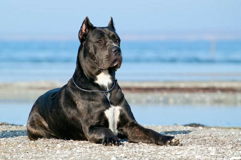 Најопасните раси на кучиња на светот: Величествени чувари кои не дозволуваат да му наштетите на семејството кое ги чува