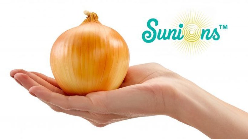 Развиена нова сорта на кромид: „Сунион“ - За сечкање „без солзи“