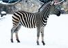 ФОТО: Снежна идила во скопската Зоолошка градина