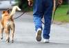 Сопствениците на кучиња ќе плаќаат по 2.000 денари казна ако кучето шета и го заловат од „Лајка“