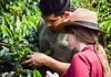 Климатските промени го загрозуваат производството на кафе
