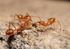 Опасен вид црвени огнени мравки стигна во Европа