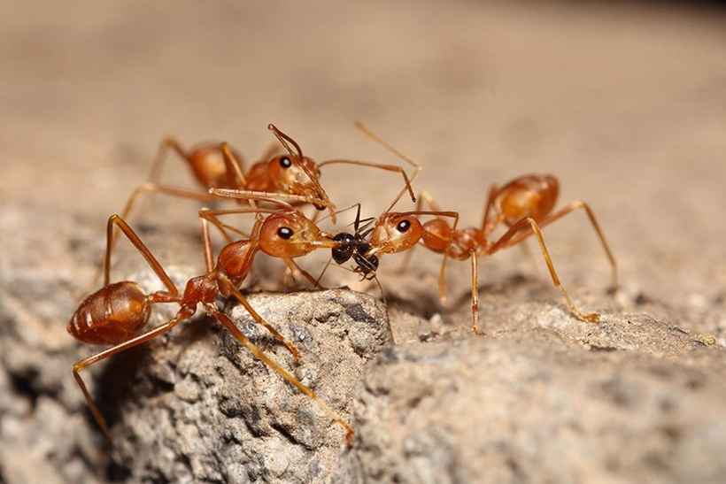 Опасен вид црвени огнени мравки стигна во Европа
