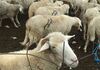 Државата дава субвенции за овчари и сточари, максимална помош до 360.000 денари по вработено лице