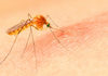 Како да го намалите чешањето од убод од комарец?