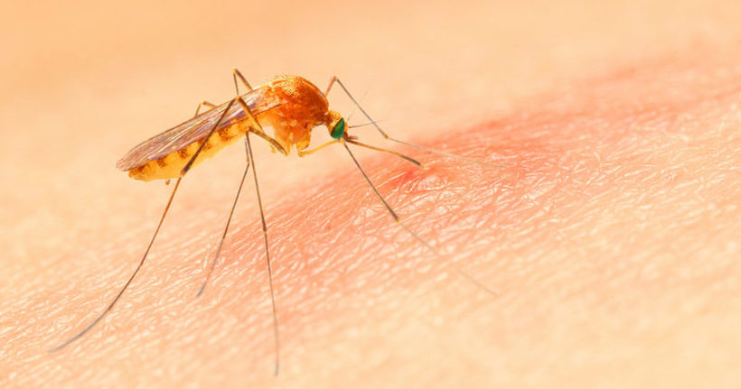 Како да го намалите чешањето од убод од комарец?
