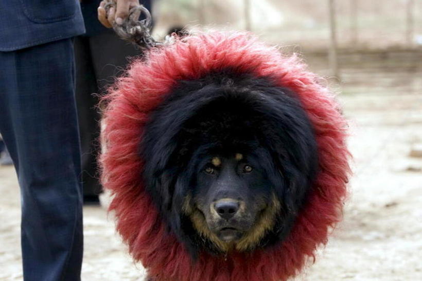 Кинез го собори рекордот откога платил 1.400.000 евра за куче
