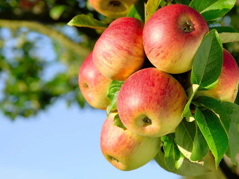 Дел од праските и сливите имаат штети, но дали преспанските јаболка ќе ги „преживеат“ студените денови?