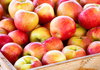 186 илјади ученици во 350 школи за ужина ќе добиваат домашни македонски јаболка