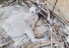 По четири години во скопската Зоолошка се роди бебе од загрозениот вид белоглав мршојадец