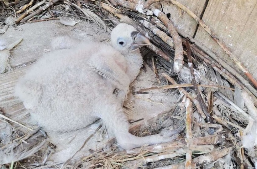 По четири години во скопската Зоолошка се роди бебе од загрозениот вид белоглав мршојадец