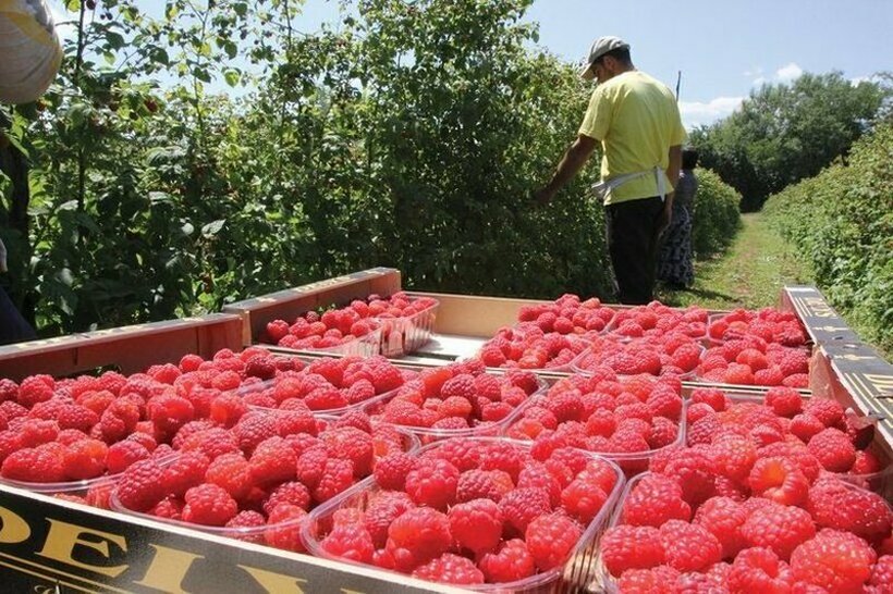 Дневницата е околу 60 евра - На Србија и недостигаат берачи на малини, се бараат работници и од Македонија