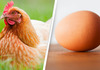 Научниците открија што е постаро, кокошката или јајцето