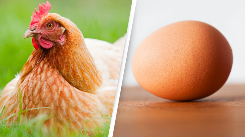 Научниците открија што е постаро, кокошката или јајцето