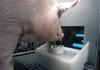 Научници научиле свињи како да играат видеоигри