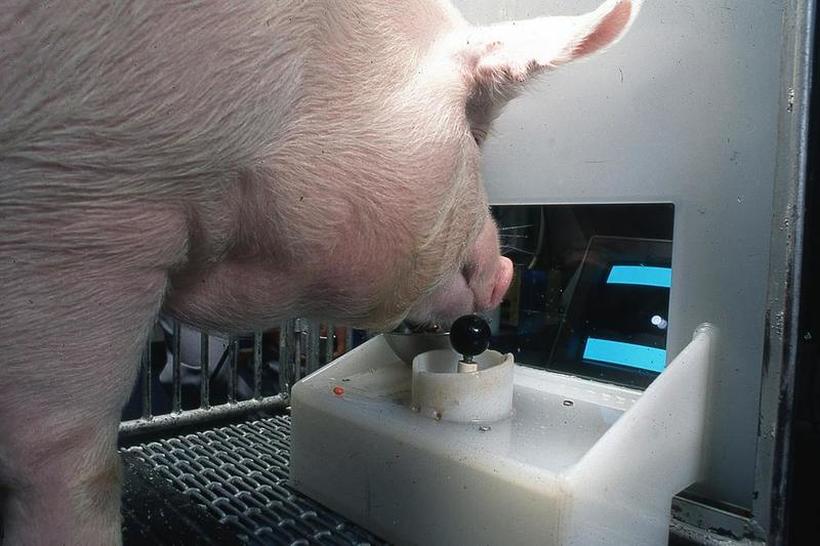 Научници научиле свињи како да играат видеоигри