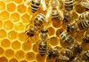 Одбележување на Светскиот ден на пчелата 2023: Сите зависиме од опстанокот на пчелите